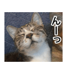 猫好きさんの為の可愛い猫スタンプ（個別スタンプ：14）