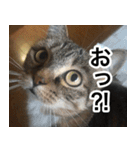 猫好きさんの為の可愛い猫スタンプ（個別スタンプ：15）
