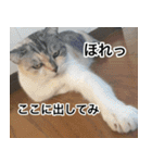 猫好きさんの為の可愛い猫スタンプ（個別スタンプ：17）