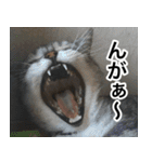 猫好きさんの為の可愛い猫スタンプ（個別スタンプ：19）