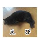 猫好きさんの為の可愛い猫スタンプ（個別スタンプ：20）