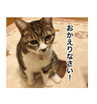 猫好きさんの為の可愛い猫スタンプ（個別スタンプ：21）