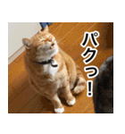 猫好きさんの為の可愛い猫スタンプ（個別スタンプ：22）