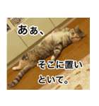 猫好きさんの為の可愛い猫スタンプ（個別スタンプ：23）