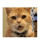 猫好きさんの為の可愛い猫スタンプ（個別スタンプ：24）