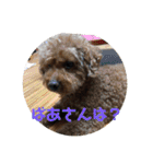 ガウガウあるこくん1（個別スタンプ：17）