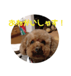 ガウガウあるこくん1（個別スタンプ：23）