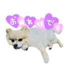 ポメラニアン ルナちゃん♡（個別スタンプ：8）