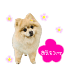 ポメラニアン ルナちゃん♡（個別スタンプ：9）
