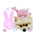 ポメラニアン ルナちゃん♡（個別スタンプ：12）
