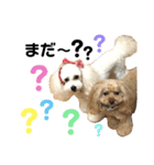 仲良しトイプー あずき＆はな（個別スタンプ：4）