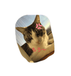 可愛い小麦ちゃん（個別スタンプ：4）