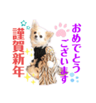 チワワのココやん 冬の挨拶（個別スタンプ：1）