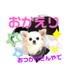 チワワのココやん 冬の挨拶（個別スタンプ：8）