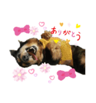 Yamatoくん（個別スタンプ：13）