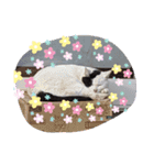 パラダイスにゃん（個別スタンプ：9）