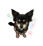ココちゃんスタンプvar3（個別スタンプ：3）