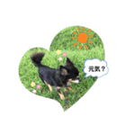 ココちゃんスタンプvar3（個別スタンプ：11）