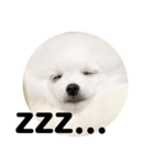 シロクマココたん（個別スタンプ：1）