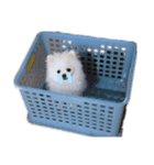 シロクマココたん（個別スタンプ：6）