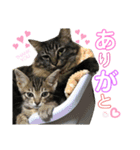 井田家の仲間たち（個別スタンプ：7）