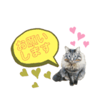 井田家の仲間たち（個別スタンプ：9）