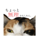 井田家の仲間たち（個別スタンプ：10）