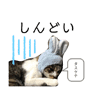 井田家の仲間たち（個別スタンプ：15）