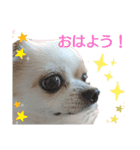 チワワのライトくん（個別スタンプ：1）