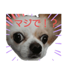 チワワのライトくん（個別スタンプ：2）