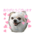 チワワのライトくん（個別スタンプ：4）