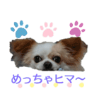 チワワのライトくん（個別スタンプ：5）
