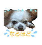 チワワのライトくん（個別スタンプ：8）