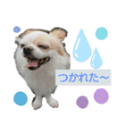 チワワのライトくん（個別スタンプ：13）