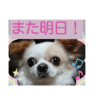 チワワのライトくん（個別スタンプ：15）