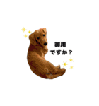 ベイリーwithダックスフレンズ2（個別スタンプ：11）