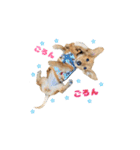 ベイリーwithダックスフレンズ2（個別スタンプ：27）