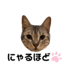 日常で使える猫ちゃんのスタンプ（個別スタンプ：1）