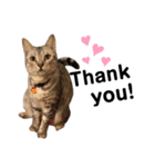 日常で使える猫ちゃんのスタンプ（個別スタンプ：2）
