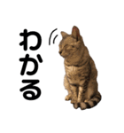 日常で使える猫ちゃんのスタンプ（個別スタンプ：3）