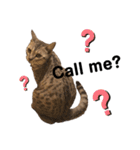 日常で使える猫ちゃんのスタンプ（個別スタンプ：5）