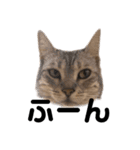 日常で使える猫ちゃんのスタンプ（個別スタンプ：8）