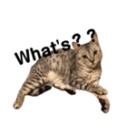 日常で使える猫ちゃんのスタンプ（個別スタンプ：10）