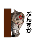 日常で使える猫ちゃんのスタンプ（個別スタンプ：12）