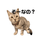 日常で使える猫ちゃんのスタンプ（個別スタンプ：13）