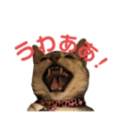 日常で使える猫ちゃんのスタンプ（個別スタンプ：16）