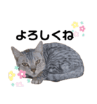 日常で使える猫ちゃんのスタンプ（個別スタンプ：19）