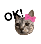 日常で使える猫ちゃんのスタンプ（個別スタンプ：20）