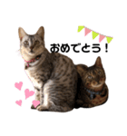 日常で使える猫ちゃんのスタンプ（個別スタンプ：21）