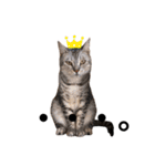 日常で使える猫ちゃんのスタンプ（個別スタンプ：24）